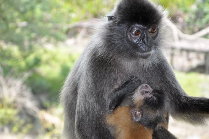 This baby silvery lutung, or silvered leaf monkey, is high maintenance, and his poor mom is a frazzled mess. Does it remind you of the good old days? Sure, NOW you can chuckle!