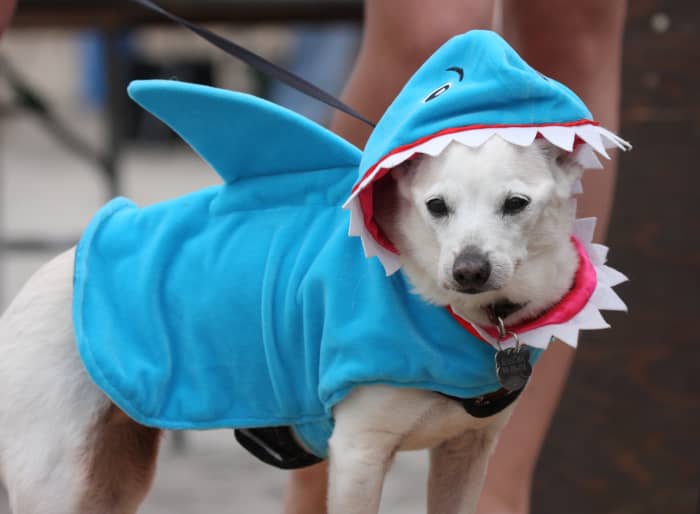 There are few things dogs won't do to please the humans they love.