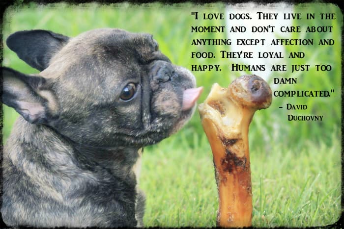 "I love dogs. They live in the moment and don't care about anything except affection and food. They're loyal and happy. Humans are just too damn complicated." - David Duchovny