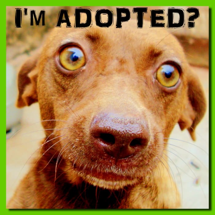 Whoa! I'm adopted? But we look so much alike!