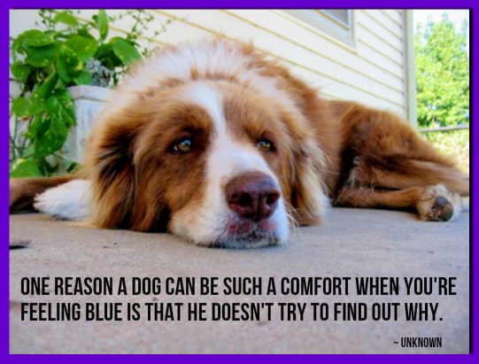 "One reason a dog can be such a comfort when you're feeling blue is that he doesn't try to find out why." -Author Unknown