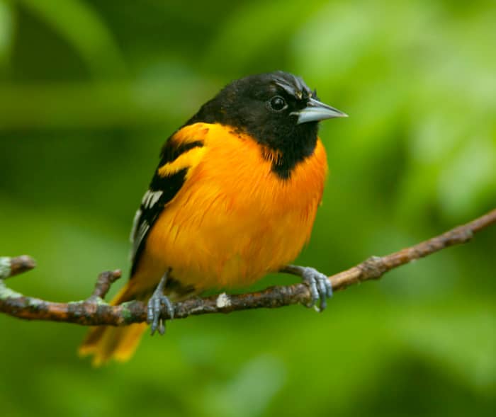 Baltimore Oriole