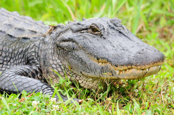 Louisiana tiene más reptiles que cualquier otro estado americano. Luisiana depende de los caimanes para obtener ingresos en forma de caza, agricultura y turismo.