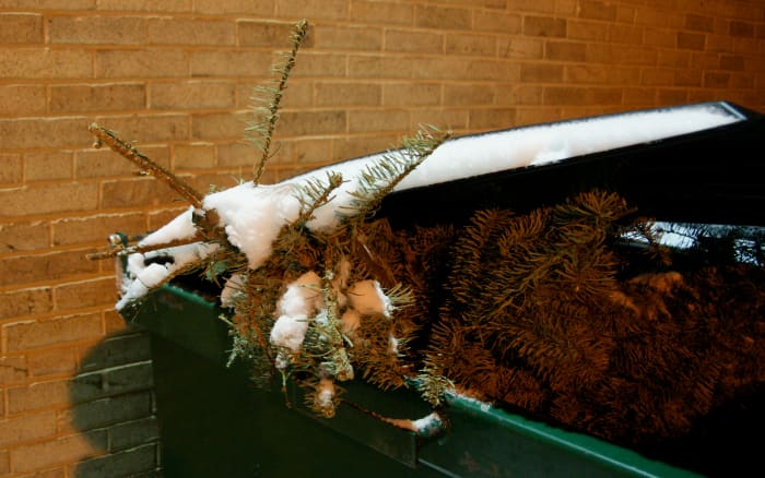 This Grinch tossed his tree in the trash! Fortunately, however, as many as 93% of live Christmas trees are recycled through a community recycling program. In the United States, 35-40 million natural Christmas trees are sold each year.