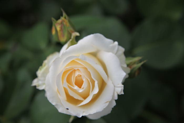'Rosa' by Frederyk Chopin