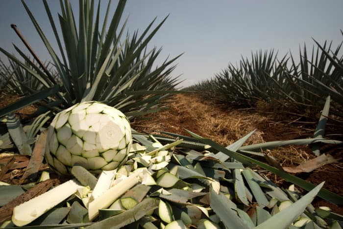 Tequila is a distilled alcoholic beverage made from the hearts of the blue agave plant.