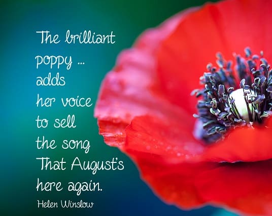 The poppy is the other official flower of August. It is also the symbol of remembrance for the end of World War I and a symbol of honor for those who served.