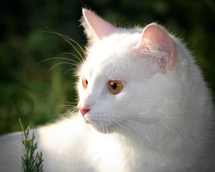 White cats are a beautiful rarity (only 2-5% of all cats). White cats with one or more blue eyes are more prone to being deaf. White cats also are more at risk for skin cancer on areas like ears and noses.