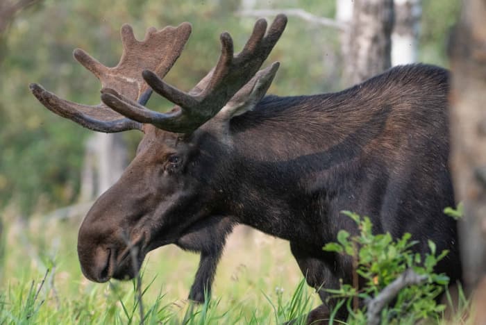 Moose are found throughout Canada, as well as in New England, Alaska, and other far north US states . Moose are herbivores. They are huge, slow-moving, sedentary, and solitary animals. However, if threatened, they may become angered or aggressive.