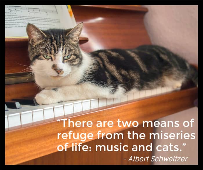 "There are two means of refuge from the miseries of life: music and cats.”- Albert Schweitzer, German-French medical missionary and philosopher