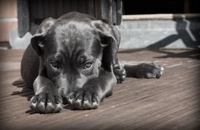 Black cats and certain breeds of black dogs are less likely to be adopted from animal shelters in favor of animals with lighter coats. There’s even a name for the phenomenon: the Black Dog Syndrome. Show them some love!