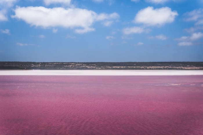 With high salt content similar to levels of the Dead Sea, Pink Lake in Australia gets its unusual color from Salinibacter ruber bacteria. Its shade of pink varies according to the amount of rainfall.