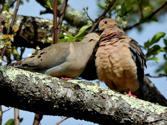 Two doves that are also lovebirds.
