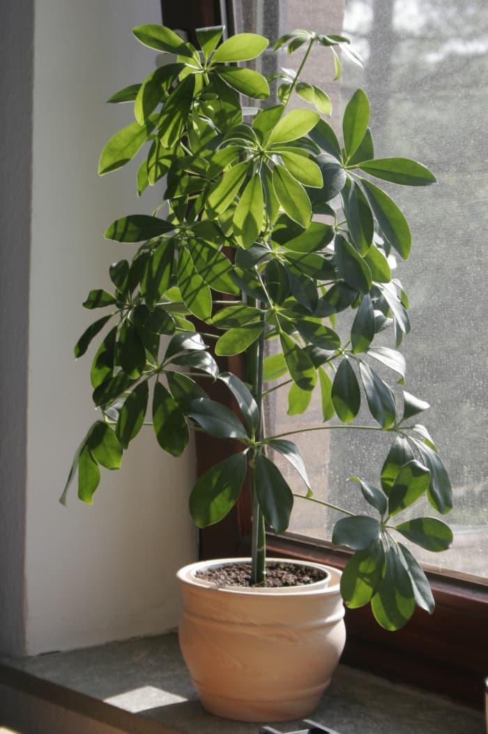 A potted plant is less work than an emotionally damaged guy.
