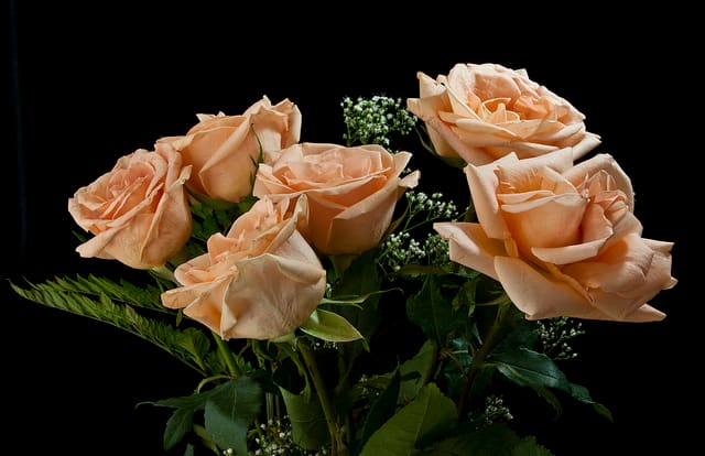 Peach roses say "Let's get together." Or, in more modern parlance, "Let's hook up!" They are a variation on the orange color, representing desire.
