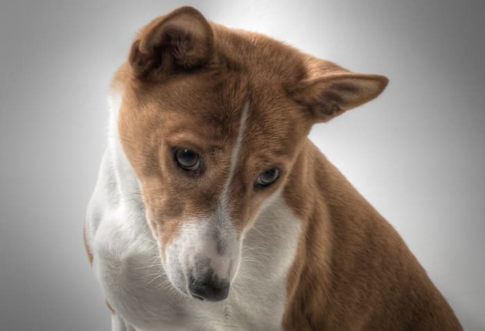 Are you in the doghouse because of something you said or did to your spouse? Here are some tips on how to say sorry to someone you've hurt.