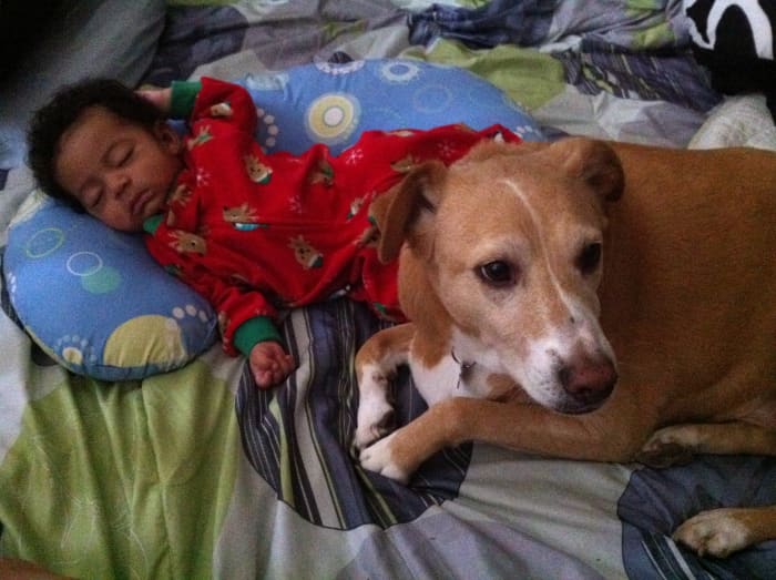 When you donate to the ASPCA you give animals a second chance at living happy, healthy lives, in a loving home.