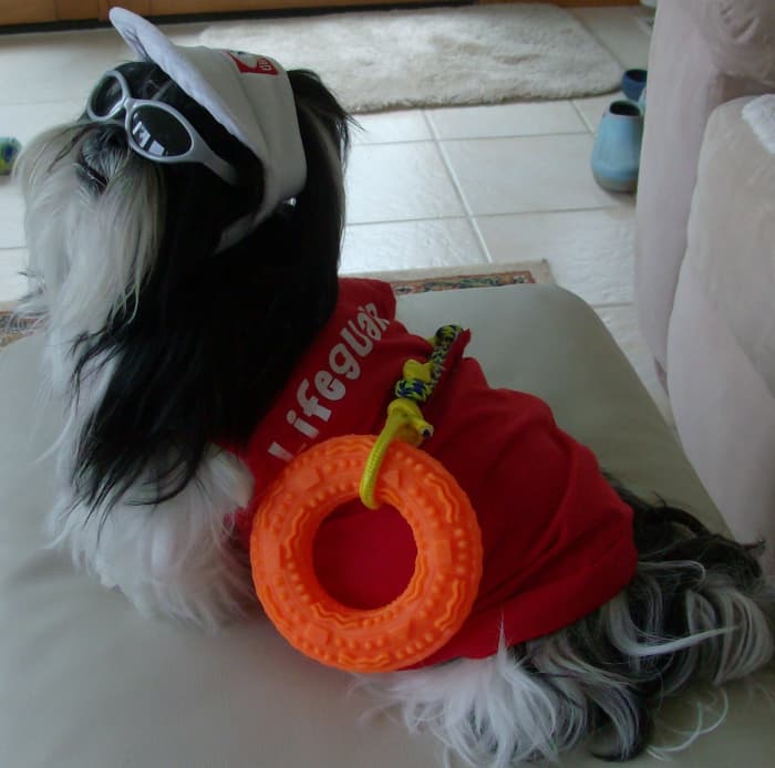 Here is one of her Shih Tzu dogs posing as the lifeguard in the "Baywatch Beach Crew."