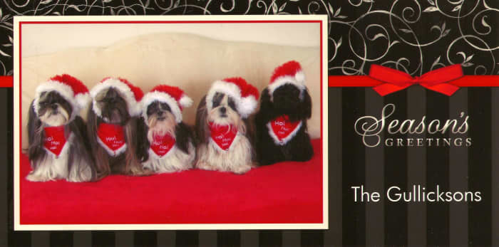 Christmas card that we received this year. Titled the "Shih Tzu Christmas Gang" this was the winning entry in the Holiday National You News Best Holiday Pet Contest!