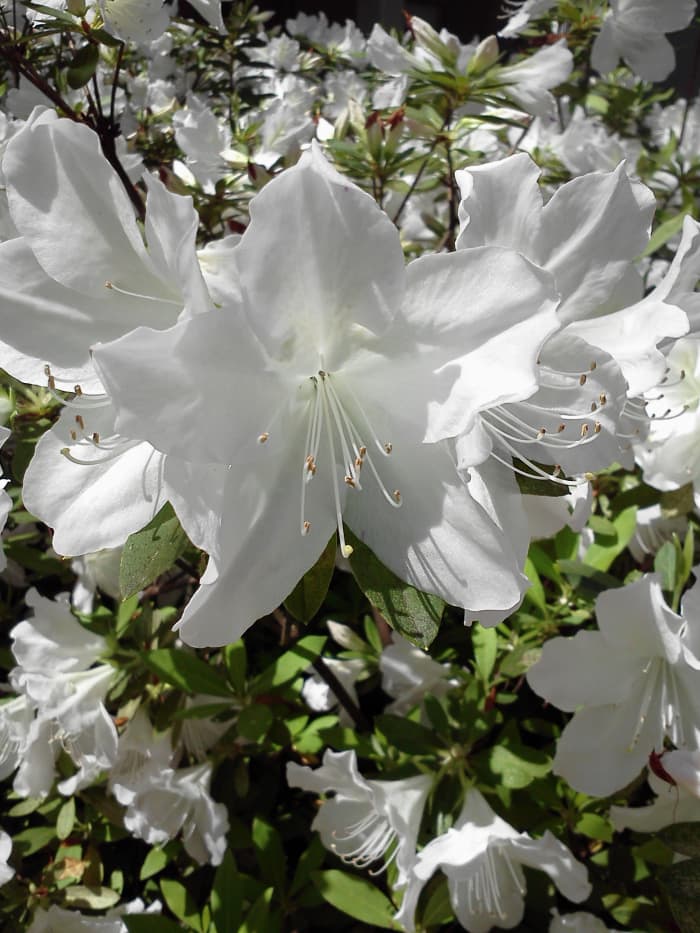These white Pride of Mobile azaleas in the courtyard of my home church will be blooming about the time of our WDP program.