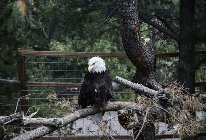 Donate your tree to a local zoo or wildlife organization to provide food or enrichment for the animals that live there.