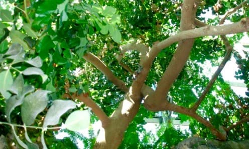 Carob tree growing in a giant, humidity controlled greenhouse. Taken at the Arboretum in Albuquerque NM.