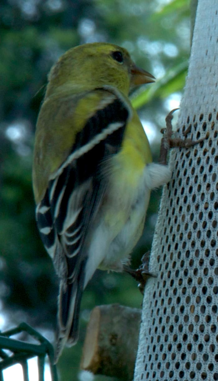 Using the wireless remote allowed me to get the camera much closer to the goldfinch at my feeder than would have been otherwise possible.