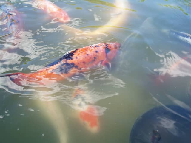 TDS meters are used to measure nutrients and wastes in ponds like this, to make sure they're clean enough for healthy fish. The meter can be wired to an electronic valve that automatically adds fresh water.