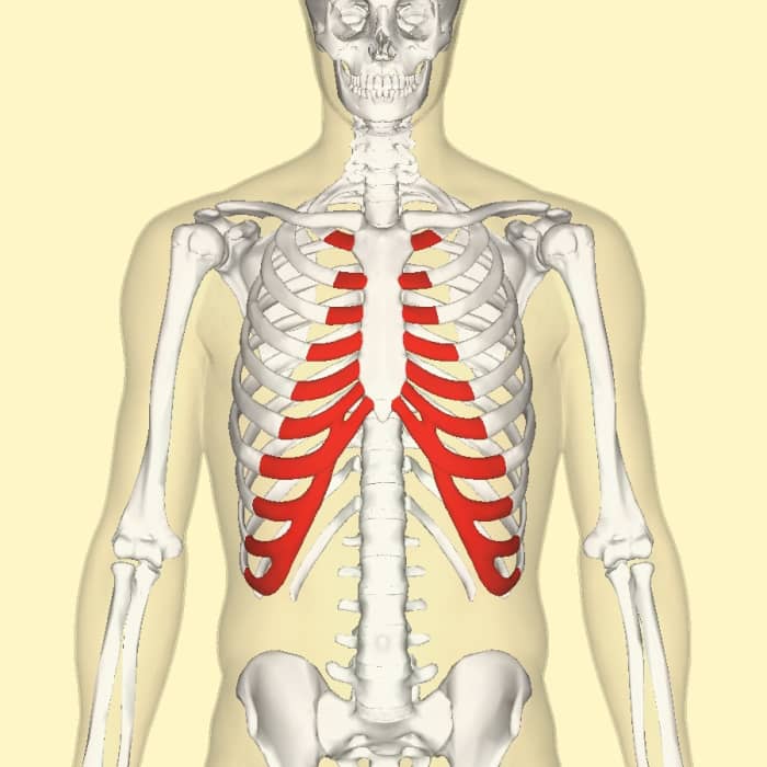 Rib cartilage (shown in red) is sometimes used to make a replacement ear.