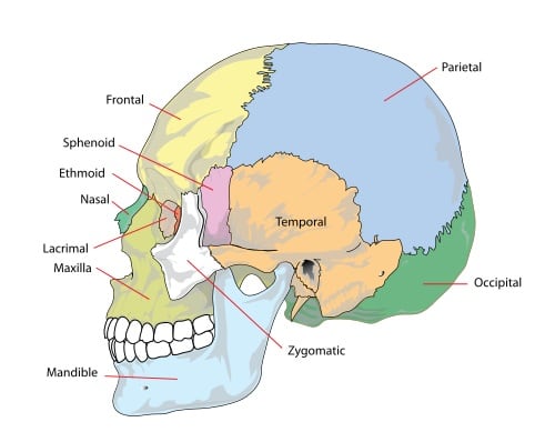 An artificial mandible, or lower jaw, has been created by a 3D printer.