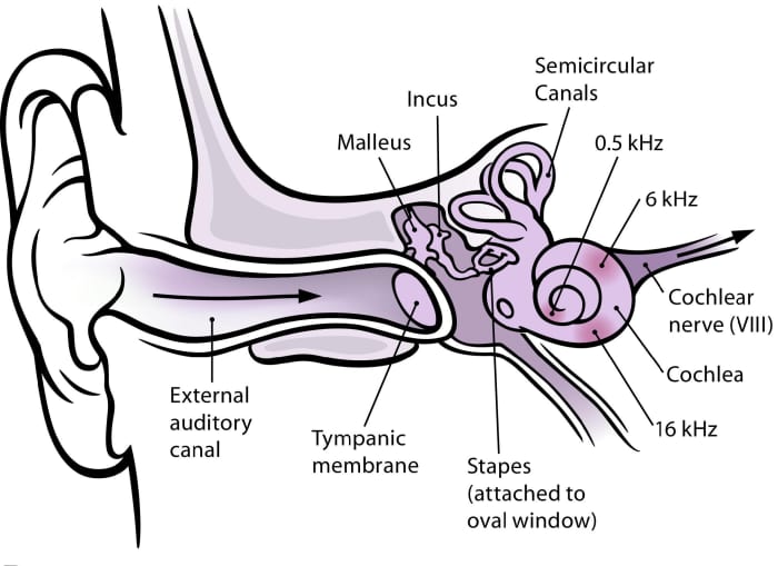The ear consists of more than just the visible part.