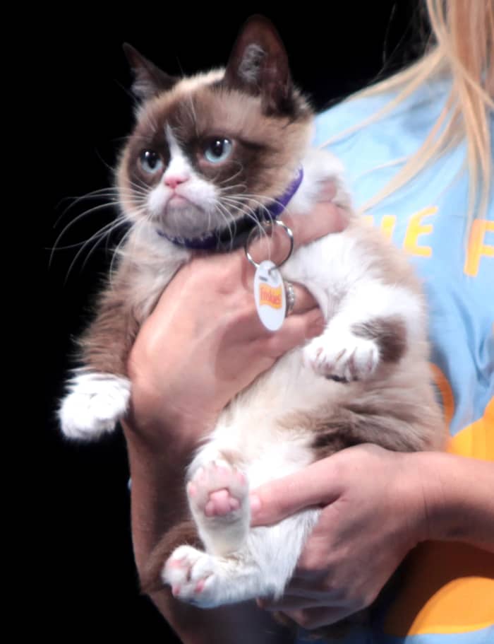 If you are lucky you will have a meme that will make you rich. Grumpy Cat is one of the small few that has made money due to the popularity of the Grumpy Cat memes. Unfortunately, Grumpy Cat died in 2019.
