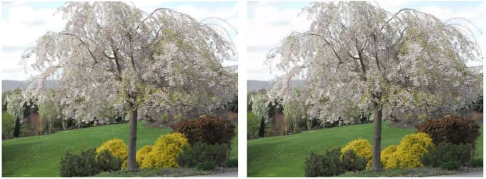 One of these images comes directly from my local PC, while the other comes from the remote computer. Can you tell which is which? The answer is given at the end of the article.