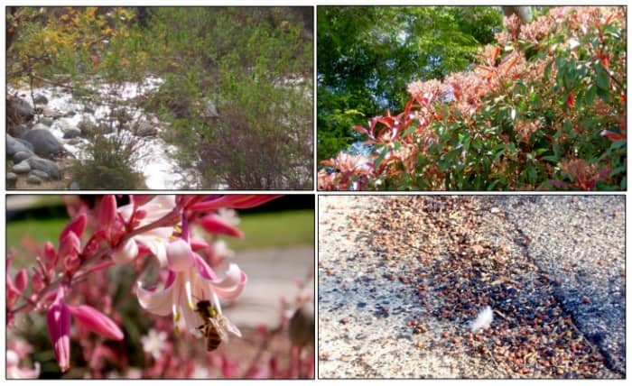 Living in Southern California, I choose different photos for the seasons than would someone living in a four season climate. For me winter is about rain, spring is blooming of bushes and trees, summer is flowers and bees, fall is seeds and leaves.