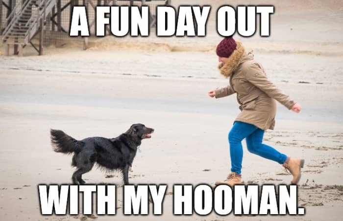You can create a funny caption by writing it from your dog's perspective.