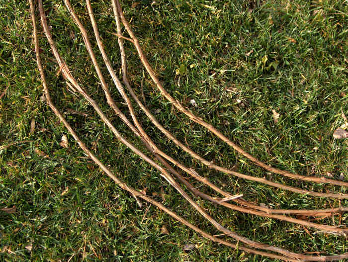 How to Make a Grapevine Basket Photo Guide