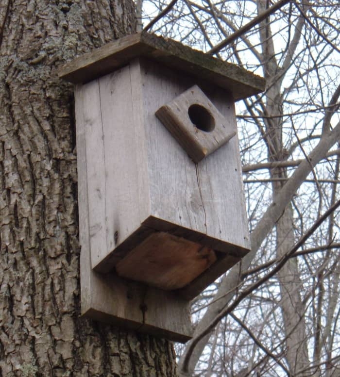 I made this bluebird house several years ago. The pine was left natural and has weathered to silvery-gray color.