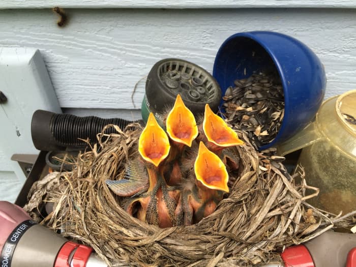 Despite all the available birdhouses, a mamma robin built her nest on top of the hose reel in our backyard.