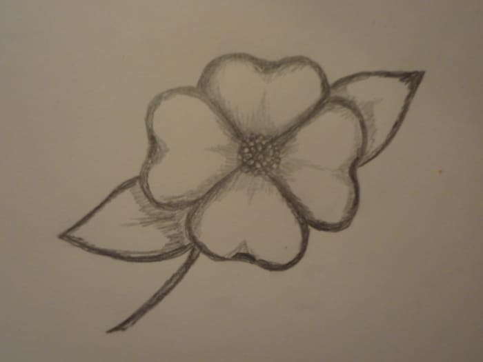 How to Draw a Dogwood Flower - FeltMagnet