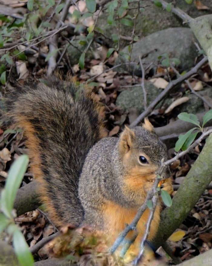 The rustling of dry leaves leads me to a foraging squirrel!