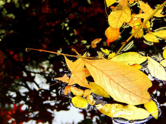 Fallen leaves contrast with the tree canopy's reflection in a woodland pond.