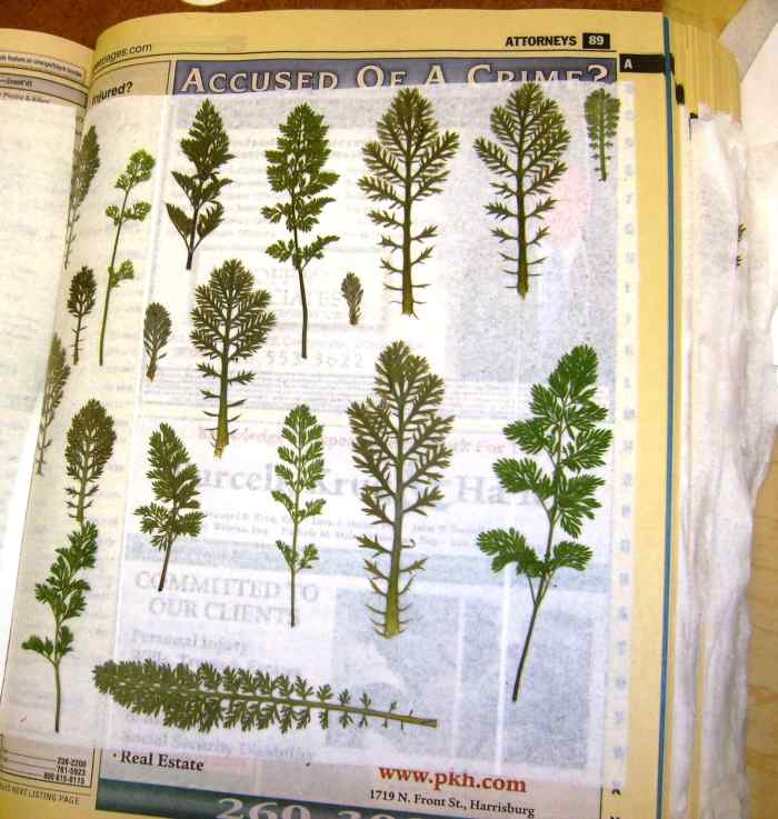 After 2-3 weeks, carefully remove tissue to reveal pressed leaves. You can see these could be used to represent trees.