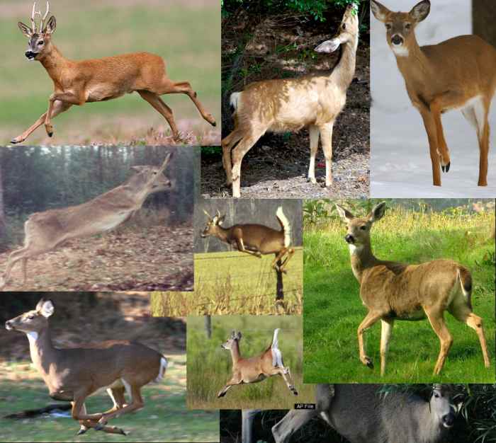 Using real animals as references for your anatomy...