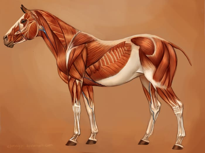 The musculature of a horse. Most notable are the ones in the neck, shoulder and forearm, and haunch.