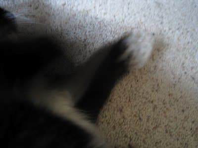 You don't want your photos to end up a blurry mess like this one did. Take the time to steady your camera.