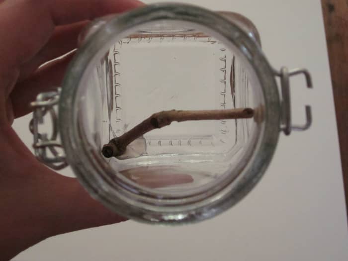 Step 2. (Do not actually glue the twig at this point -- this is for demonstration of placement only.)