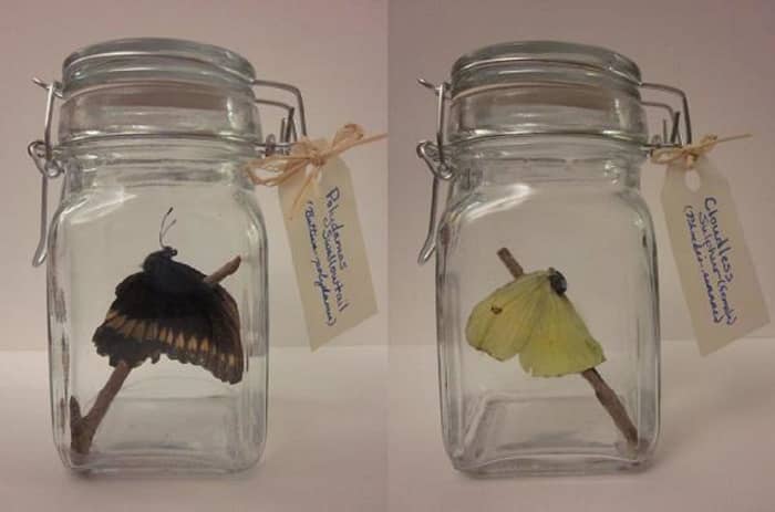 These are completed crafts displayed with optional tags identifying the species of butterfly.