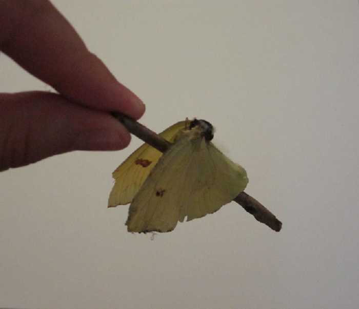 Craft Project How to Make a Butterfly Jar