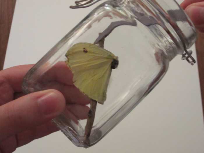 Craft Project How to Make a Butterfly Jar