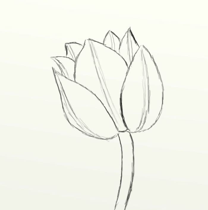 How to Draw a Beautiful Tulip (in Seven Simple Steps) - FeltMagnet
